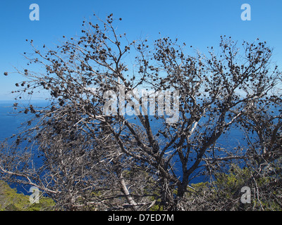 Un interessante pino con un sacco di coni Foto Stock