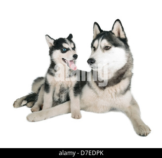 Siberian Husky padre e figlio su sfondo bianco Foto Stock