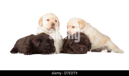 Quattro cioccolato e giallo Labrador Retriever cuccioli (4 settimane di età, isolati su sfondo bianco) Foto Stock