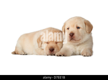 Due giallo Labrador Retriever cuccioli (4 settimane di età, isolati su sfondo bianco) Foto Stock