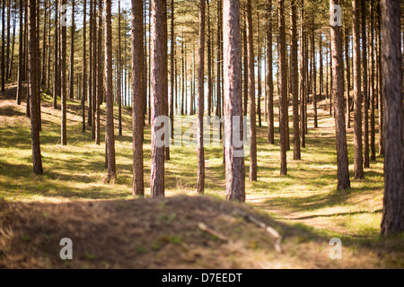 Un sacco di tronchi di albero sempreverde pini fotografati con una profondità di campo ridotta a Pembrey Country Park, Llanelli, Galles. Foto Stock