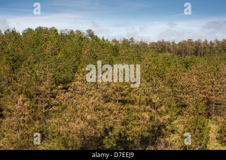 Cime di evergreen pini visto contro un cielo blu a Pembrey Country Park, Llanelli, il Galles in un giorno di estate in sun. Foto Stock