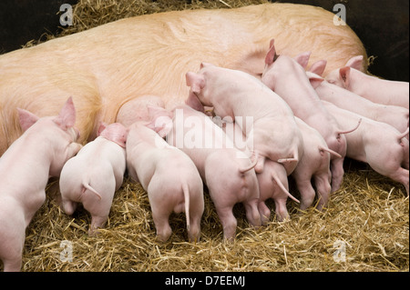 I suinetti di allattamento su una scrofa Exeter Festival del Sud Ovest di Food & Drink Foto Stock