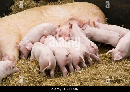 I suinetti di allattamento su una scrofa Exeter Festival del Sud Ovest di Food & Drink Foto Stock