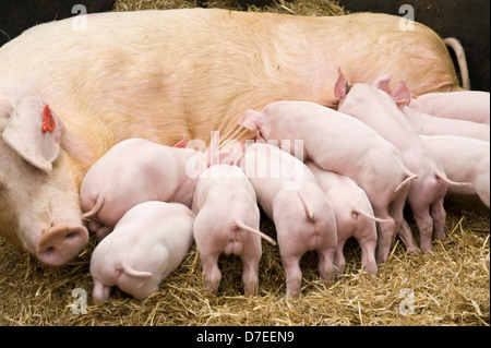 I suinetti di allattamento su una scrofa Exeter Festival del Sud Ovest di Food & Drink Foto Stock