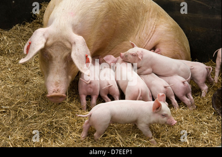 I suinetti di allattamento su una scrofa Exeter Festival del Sud Ovest di Food & Drink Foto Stock