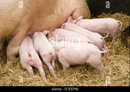 I suinetti di allattamento su una scrofa Exeter Festival del Sud Ovest di Food & Drink Foto Stock