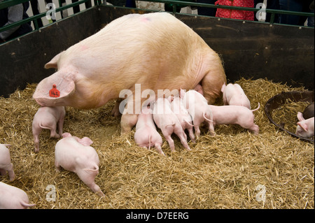 I suinetti di allattamento su una scrofa Exeter Festival del Sud Ovest di Food & Drink Foto Stock