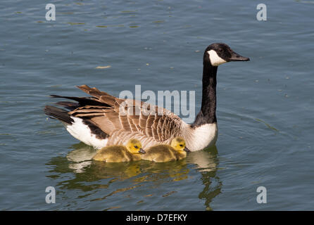 Cambridge, Regno Unito. Il 6 maggio 2013. bella bank holiday meteo. Canada Goose e giovani sul fiume Cam Cambridge. Credito: JAMES LINSELL-CLARK / Alamy Live News Foto Stock