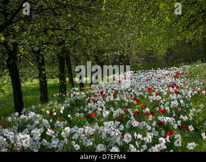 Cambridge, Regno Unito. Il 6 maggio 2013. bella bank holiday meteo. Fiori sul dorso del College di Cambridge .. Credito: JAMES LINSELL-CLARK / Alamy Live News Foto Stock