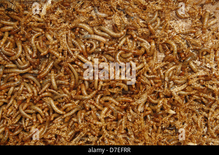 Chiudere l immagine di mealworms Tenebrio molitor Foto Stock