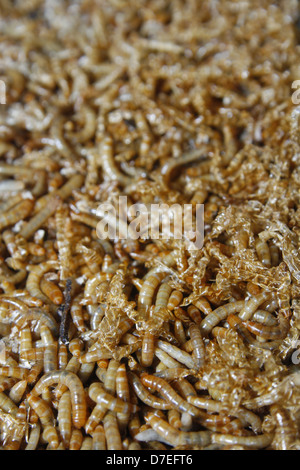 Chiudere l immagine di mealworms Tenebrio molitor Foto Stock