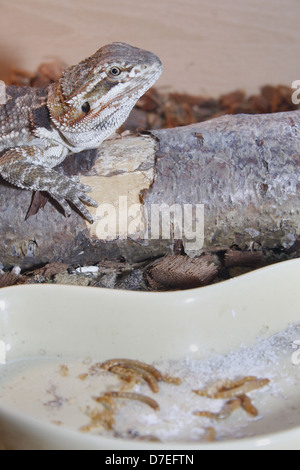 Drago barbuto sul ramo di albero con mealworms in primo piano Pogona vitticeps Tenebrio molitor Foto Stock