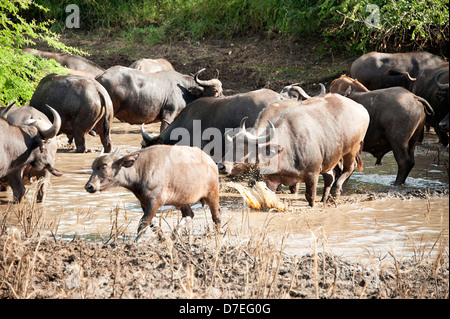 Bufali africani in acqua fangosa in Thanda Game Reserve, Sud Africa. Foto Stock