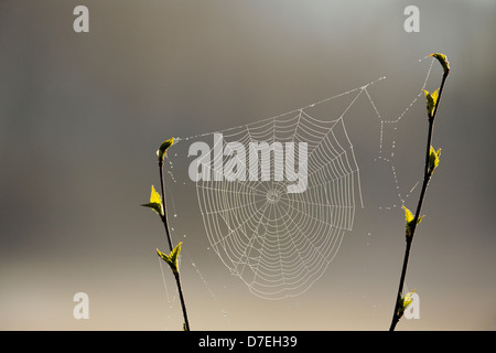 Orb-weaver spider web in un alberello di betulla in primavera maggiore Sudbury Ontario Canada Foto Stock