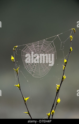 Orb-weaver spider web in un alberello di betulla in primavera maggiore Sudbury Ontario Canada Foto Stock