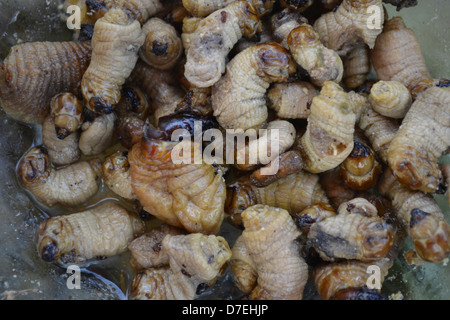 Suri - un grub amazzonica che alimenta su palm sap, cotta alla griglia e servita come uno snack food a Iquitos, Perù Foto Stock