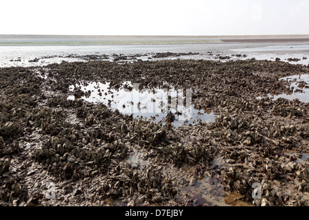 Wild Oyster campi in Zeeland, Olanda Foto Stock