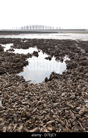 Wild Oyster campi in Zeeland, Olanda Foto Stock