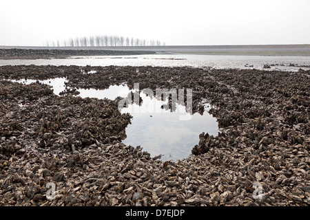 Wild Oyster campi in Zeeland, Olanda Foto Stock