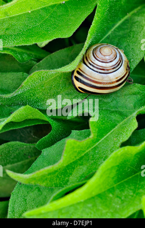 Nastrare giardino lumaca Cepaea nemoralis nella vegetazione stradale Thorold Ontario Canada Foto Stock