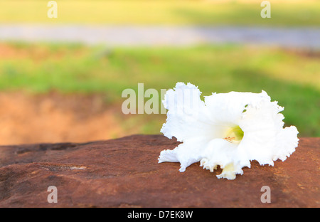 Ronzio vegetale Bird ,Sesban Agasta su uno sfondo di legno Foto Stock