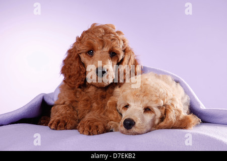 Cuccioli del barboncino Foto Stock