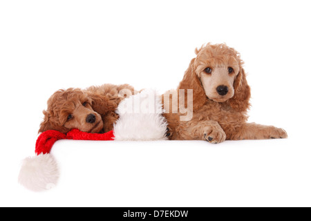 Cuccioli del barboncino Foto Stock