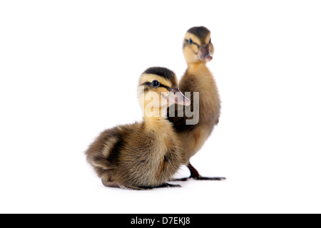 Indian runner anatre Foto Stock