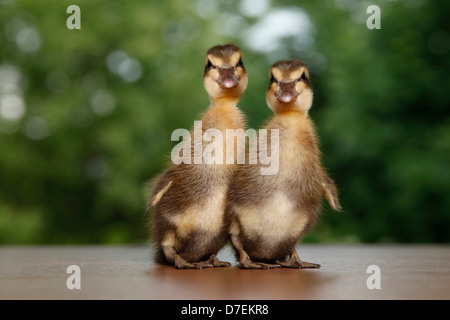 Indian runner anatre Foto Stock