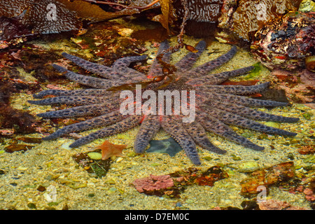 Stella di girasole Pycnopodia helianthoides Haida Gwaii Queen Charlotte Islands Gwaii Haanas NP della Columbia britannica in Canada Foto Stock