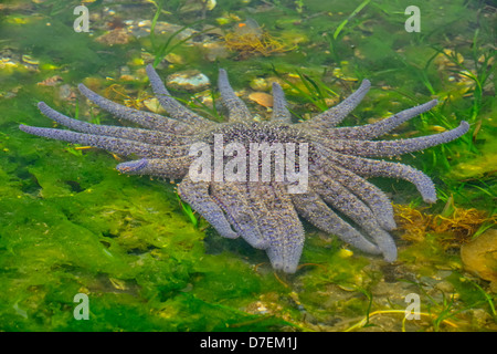 Stella di girasole Pycnopodia helianthoides Haida Gwaii Queen Charlotte Islands Gwaii Haanas NP della Columbia britannica in Canada Foto Stock