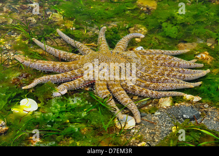 Stella di girasole Pycnopodia helianthoides Haida Gwaii Queen Charlotte Islands Gwaii Haanas NP della Columbia britannica in Canada Foto Stock