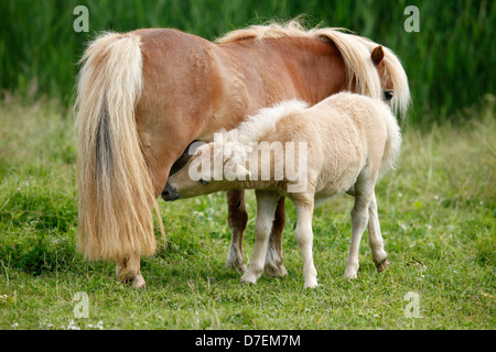 Miniatura pony Shetland Foto Stock