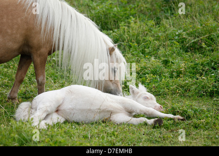 Miniatura pony Shetland Foto Stock