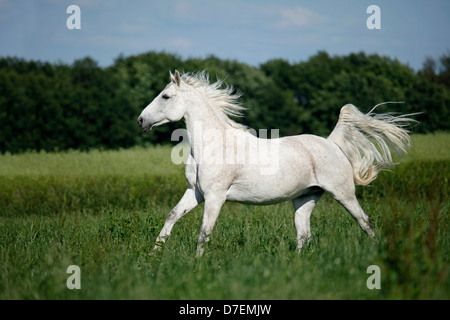 Al galoppo cavallo andaluso Foto Stock