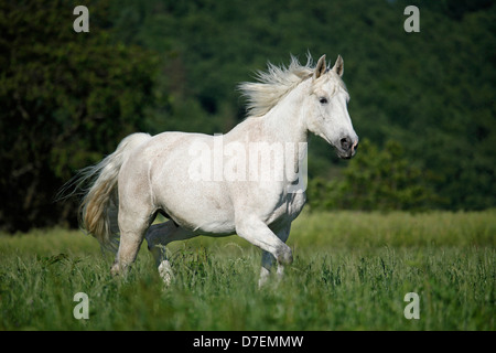 Al trotto cavallo andaluso Foto Stock