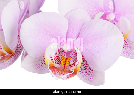 Immagine macro di spotted fiori rosa e bianchi di una Phalaenopsis orchid hybrid isolata contro uno sfondo bianco Foto Stock