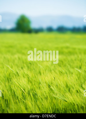 Beautiful fresh green wheat field, agricultural landscape, organic food industry, growing plant, spring nature Foto Stock