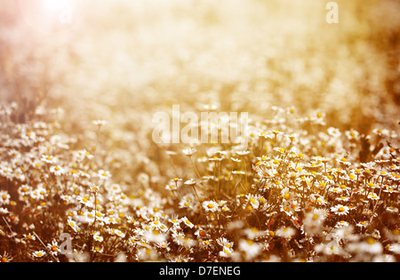 Beautiful fresh chamomile meadow in warm sunset light, selective focus, fine art, greeting card, abstract floral background Foto Stock