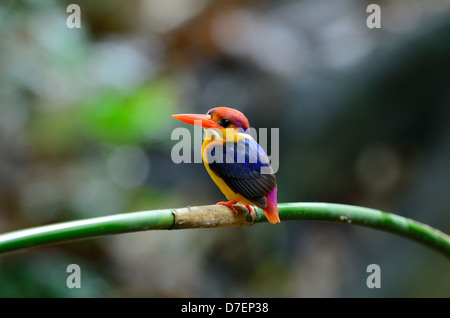 Bel maschio nero-backed Kingfisher (Ceyx erithacus) seduto sul ramo a Kaeng Krachan Parco Nazionale,Thailandia Foto Stock