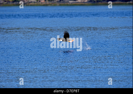 Aquila calva (Haliaeetus leucocephalus) adulto caccia, Haida Gwaii (Queen Charlotte Islands) Gwaii Haanas National Park, British Columbia, Canada Foto Stock