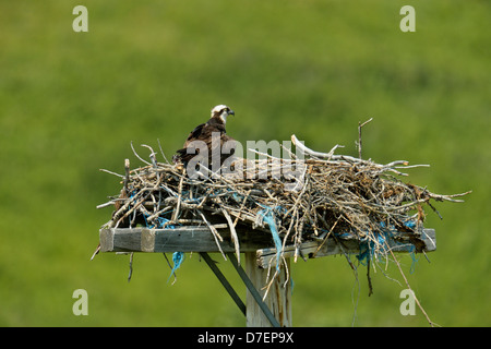 Falco pescatore (Pandion haliaetus) adulto su stick nest sulla piattaforma artificiale, dei rulli di estrazione Creek, Alberta, Canada Foto Stock