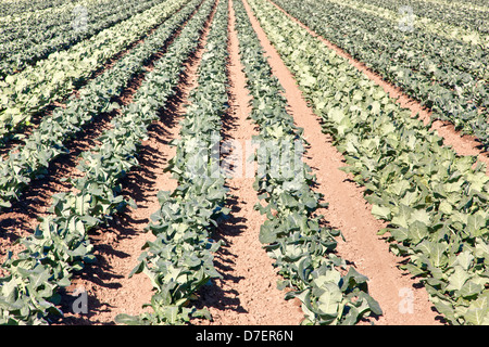 Giovani campo di broccoli, coltivati per la produzione di sementi. Foto Stock