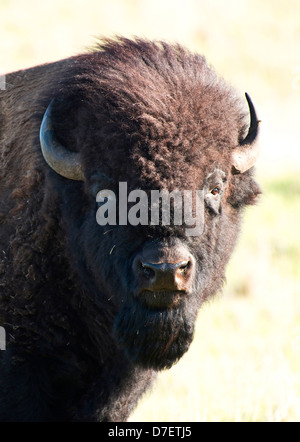 Bufalo americano sulle pianure di Oklahoma, Stati Uniti d'America. Foto Stock