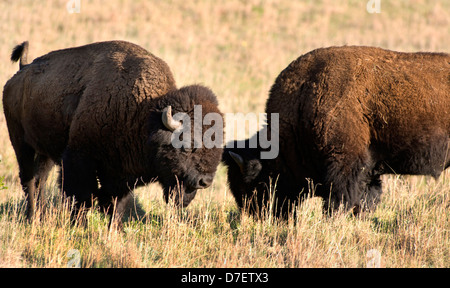 Bufalo americano sulle pianure di Oklahoma, Stati Uniti d'America. Foto Stock