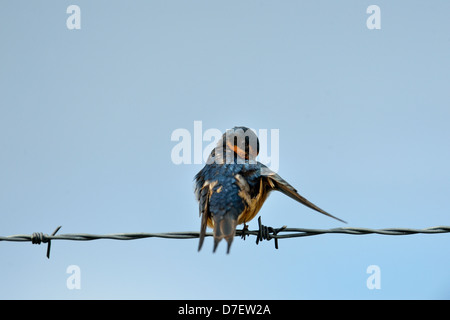 Barn swallow (Hirundo rustica) Preening sul filo di recinzione, Haida Gwaii (Queen Charlotte isole), British Columbia, Canada Foto Stock