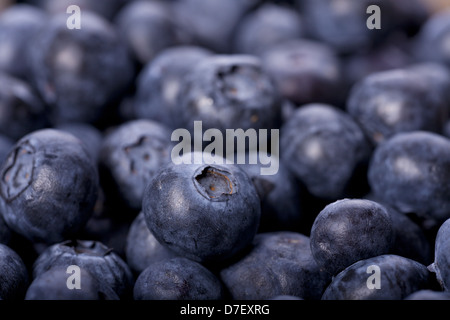 In prossimità di molte di mirtilli freschi Foto Stock