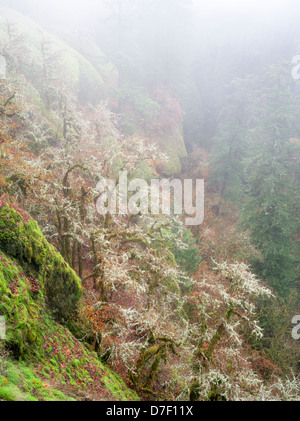 Alberi di quercia con MOSS e caduta di colore e gog. Eagle Creek Trail. Columbia River Gorge National Scenic Area, Oregon Foto Stock