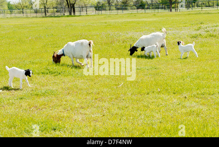 Capre Nannie ,Capra aegagrus hircus,e i bambini, al pascolo. Oklahoma, Stati Uniti d'America. Foto Stock